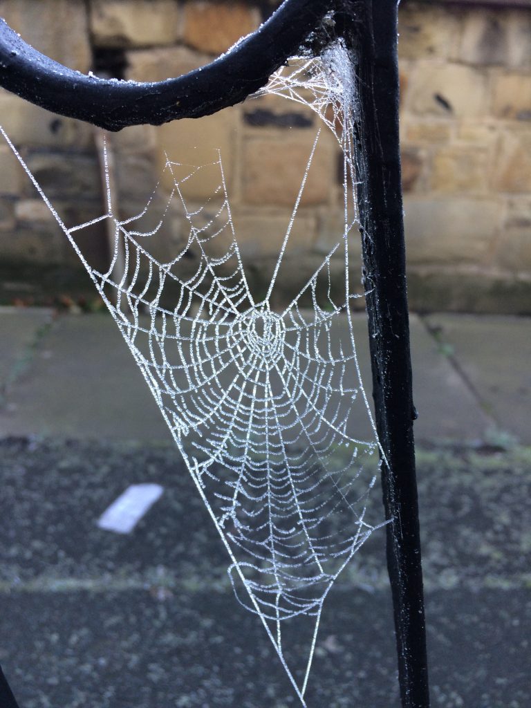 Photo: Frosty spider's web on my mum's front garden gate.