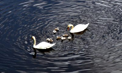 Photo: swans and cygnets on the River Aire.